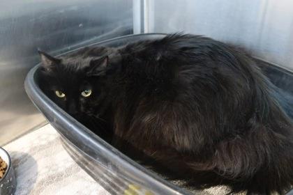 Prada, Adoptable, Adult Female Domestic Long Hair & Domestic Short Hair.