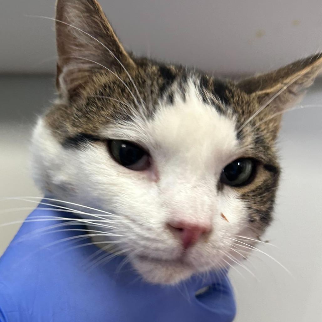 Cricket, a Adoptable Domestic Short Hair in Denver, CO image 1/3