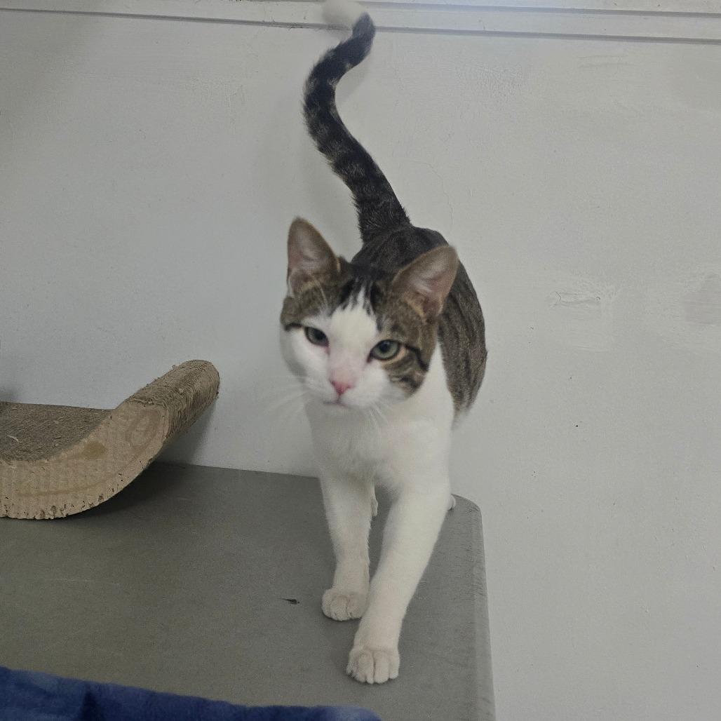 Cricket, a Adoptable Domestic Short Hair in Denver, CO image 2/3