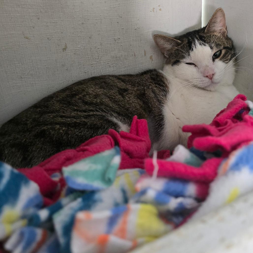 Cricket, a Adoptable Domestic Short Hair in Denver, CO image 3/3