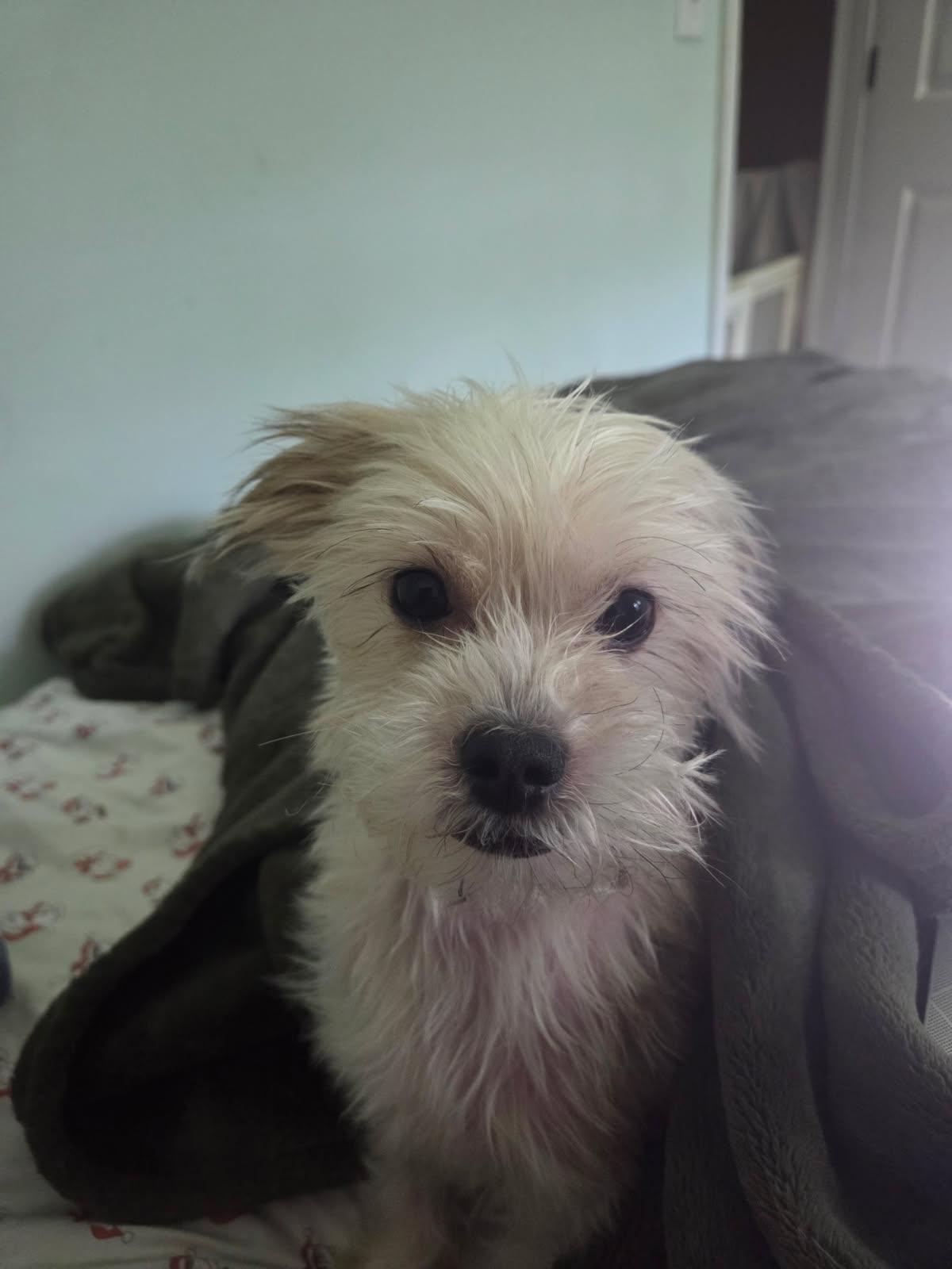 Daisy, Adult Female unknown