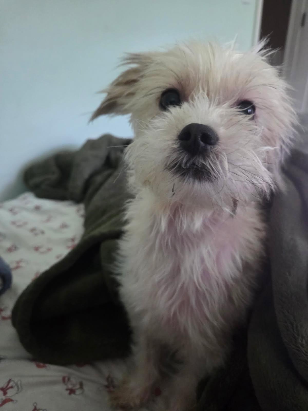 Daisy, Adult Female unknown