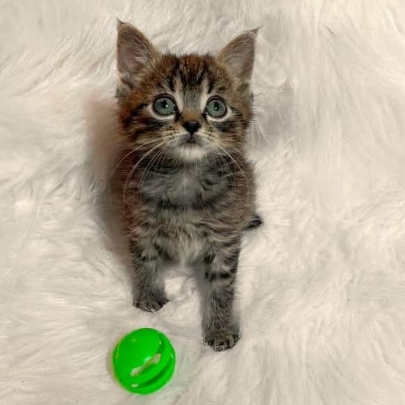 Enlarge Gooseberry - BONDED PAIR (Fig/Gooseberry), a Adoptable Domestic Short Hair in Reading, PA image 2/2