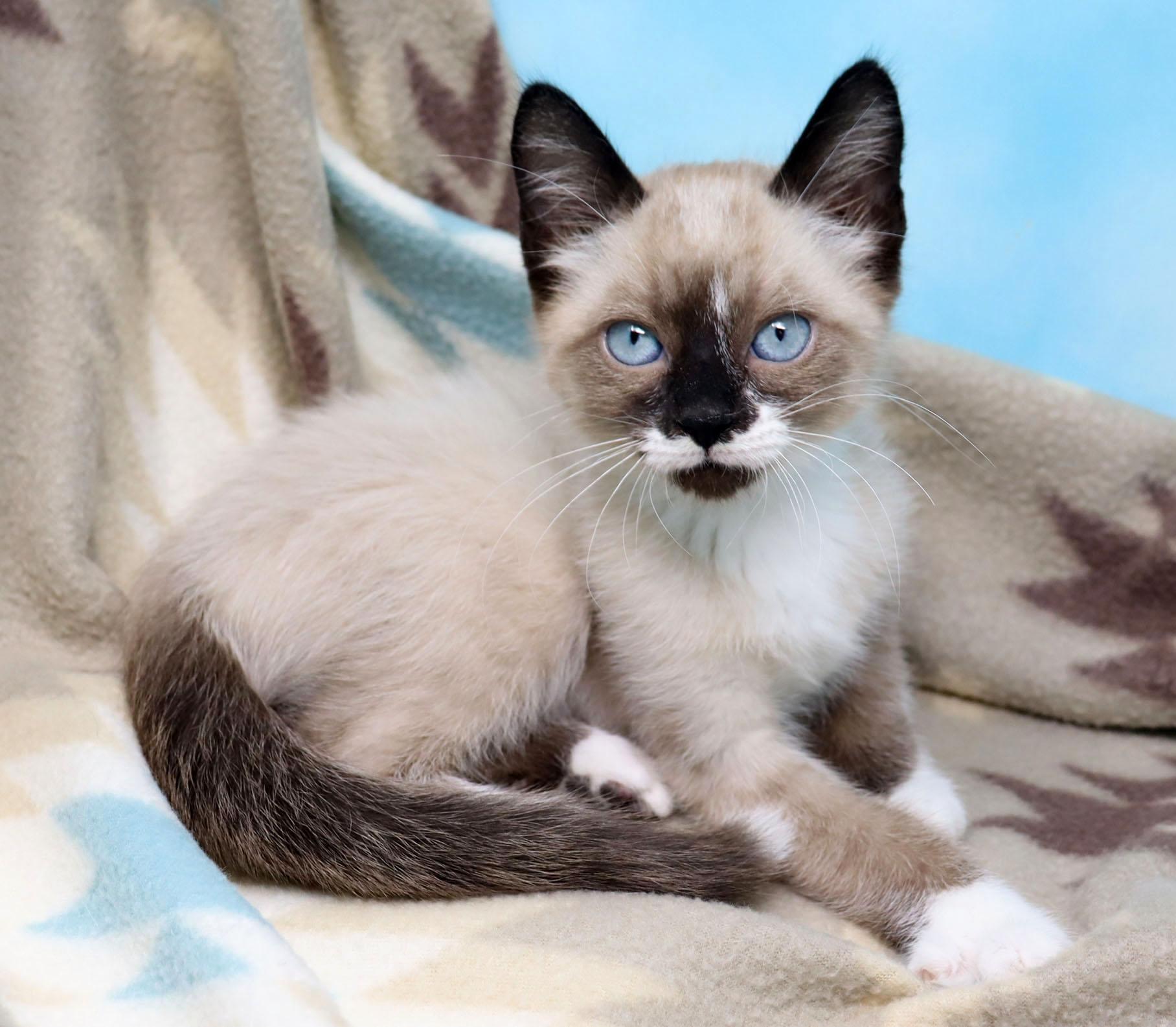Enlarge Thana, an adopted mixed breed in Tierra Verde, FL image 2/2