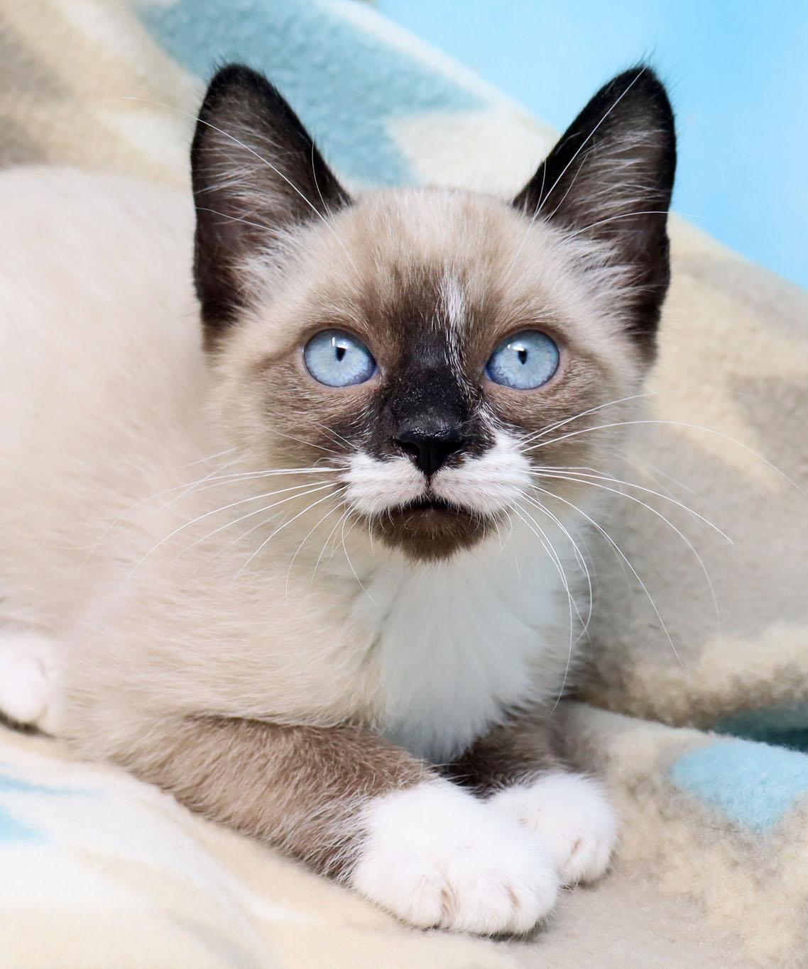 Thana, adopted, Kitten Male Siamese.