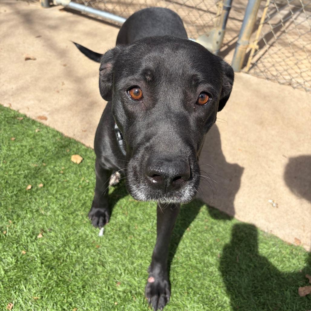 Enlarge Dixie, a Adoptable mixed breed in Ardmore, OK image 1/2