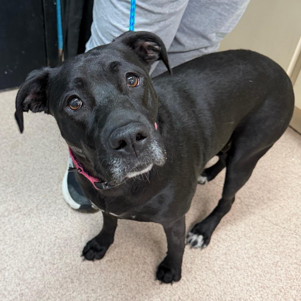 Dixie, Adoptable, Young Female Pit Bull Terrier & Labrador Retriever.