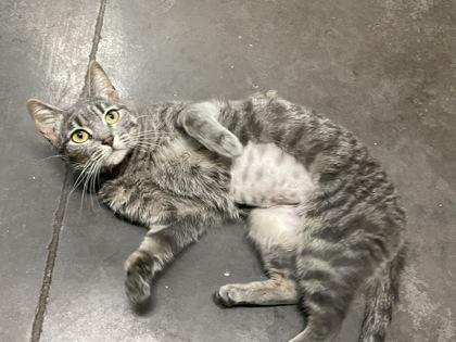 Tara, Adoptable, Adult Female Domestic Short Hair & Domestic Short Hair.