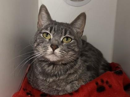 Enlarge Tara, a Adoptable mixed breed in Phoenix, AZ image 2/3