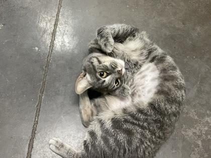 Tara — thumbnail 3