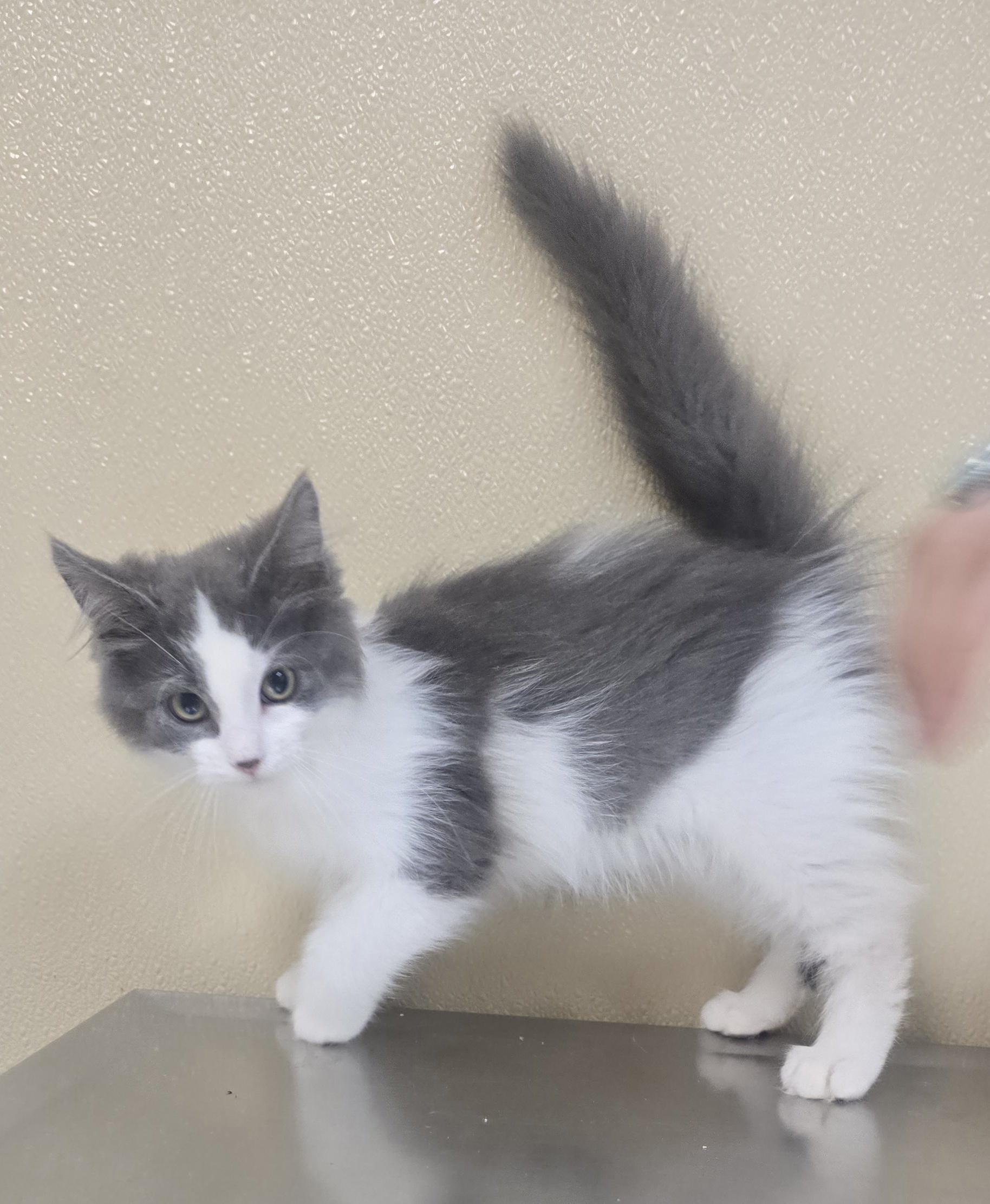 Cash, adopted, Kitten Male Domestic Medium Hair.