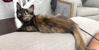 Enlarge Tutu, a Adoptable Tortoiseshell in Garden Grove, CA image 2/4