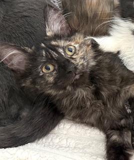Enlarge Tutu, a Adoptable Tortoiseshell in Garden Grove, CA image 4/4