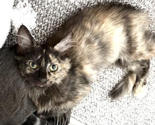 Tutu, Adoptable, Young Female Tortoiseshell.