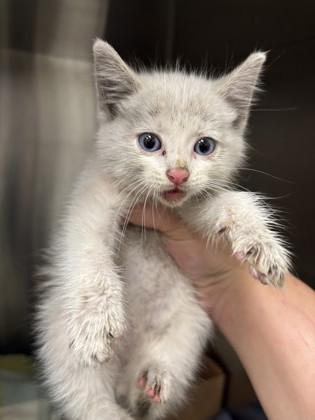 Templeton, Adoptable, Young Male Domestic Short Hair & Domestic Short Hair.