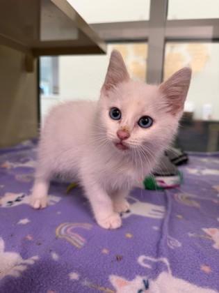 Enlarge Templeton, a Adoptable mixed breed in Daphne, AL image 2/2