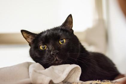 Gopher — thumbnail 2