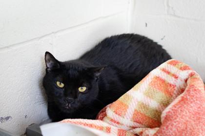 Gopher — thumbnail 3