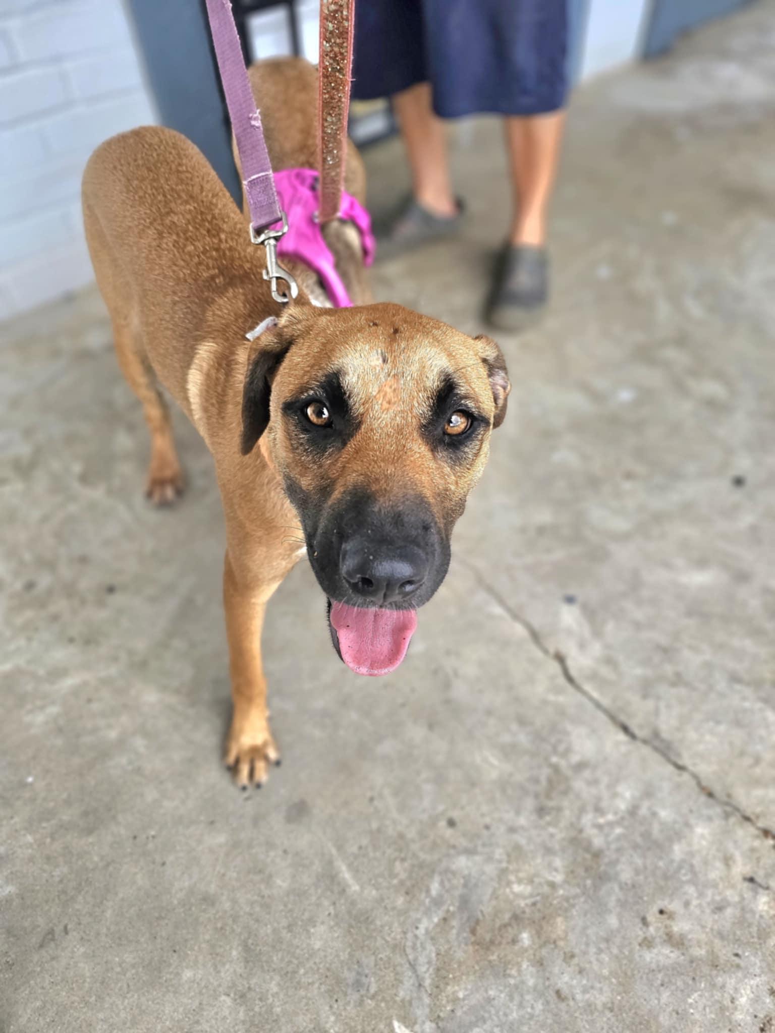 Meet Milos An adorable 8 months-old looking for a forever family He weighs approx 45 lbs and h