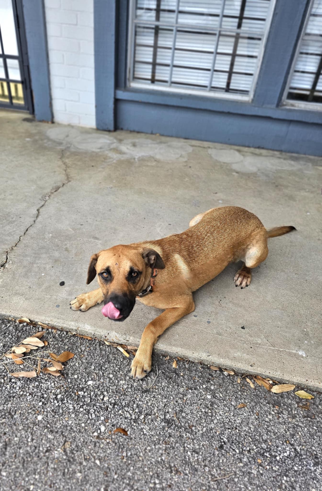 Enlarge Milo's, a Adoptable mixed breed in COVINGTON, WA image 5/6