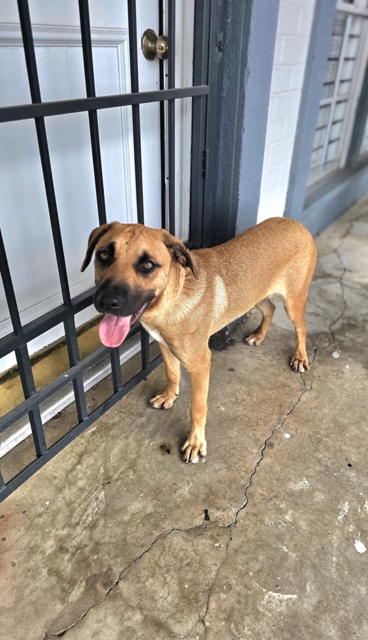 Enlarge Milo's, a Adoptable mixed breed in COVINGTON, WA image 2/6