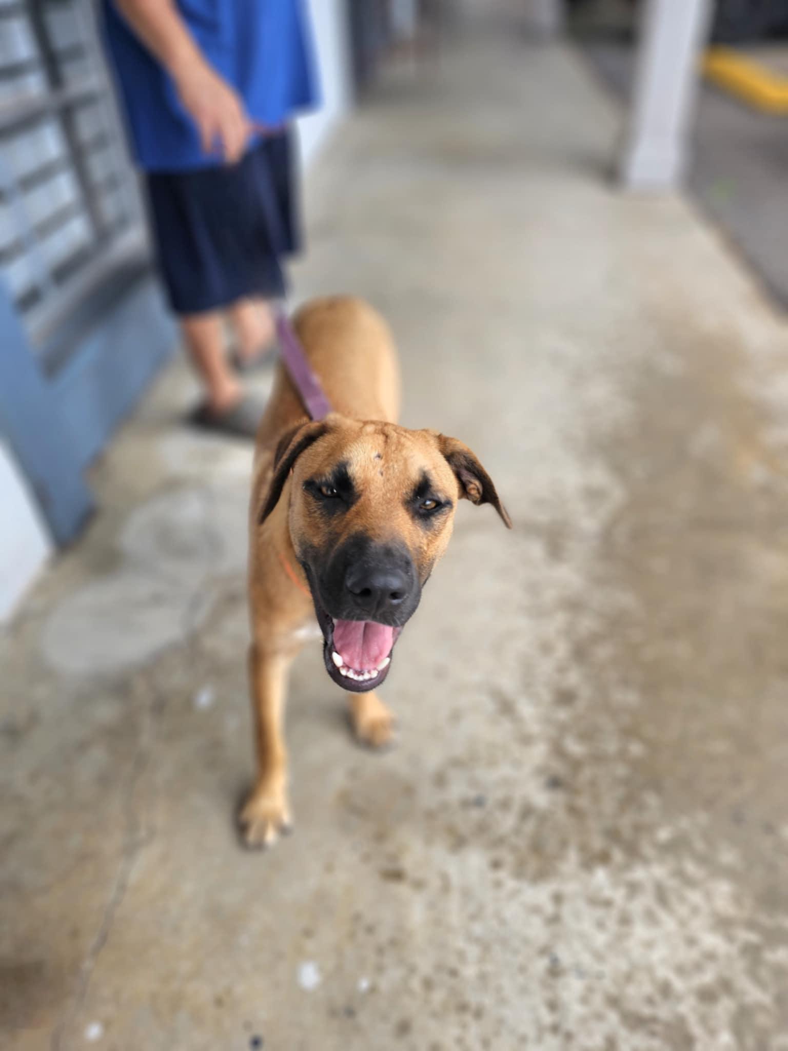 Enlarge Milo's, a Adoptable mixed breed in COVINGTON, WA image 6/6