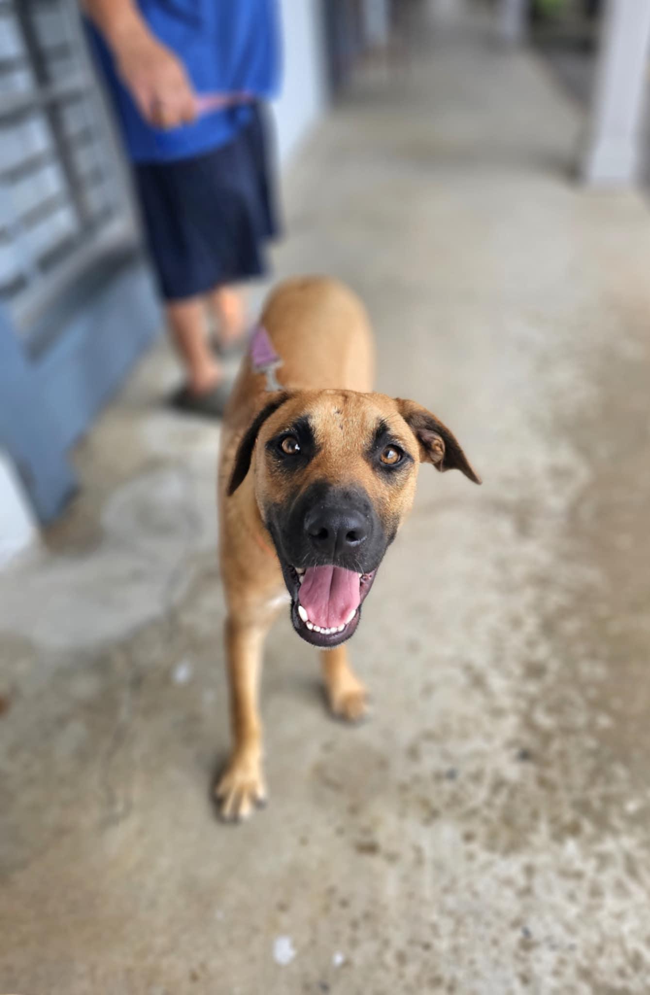Milo's, Adoptable, Puppy Male Shepherd & Black Mouth Cur.