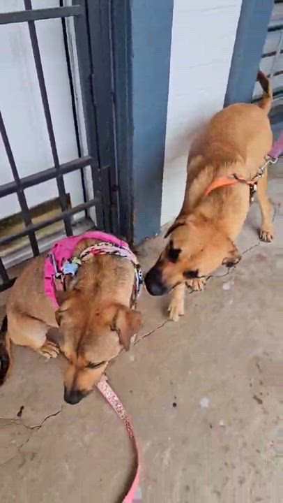 Enlarge Milo's, a Adoptable mixed breed in COVINGTON, WA video 3/6