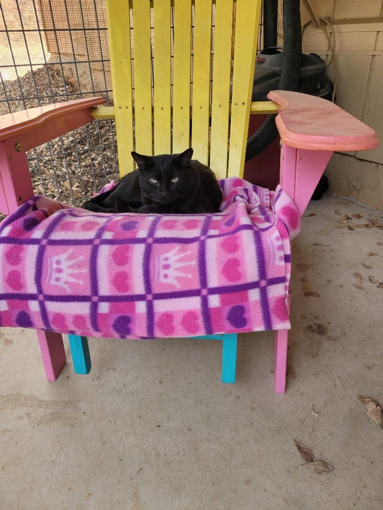 Patrick Mahomes, Adoptable, Senior Male Domestic Short Hair.