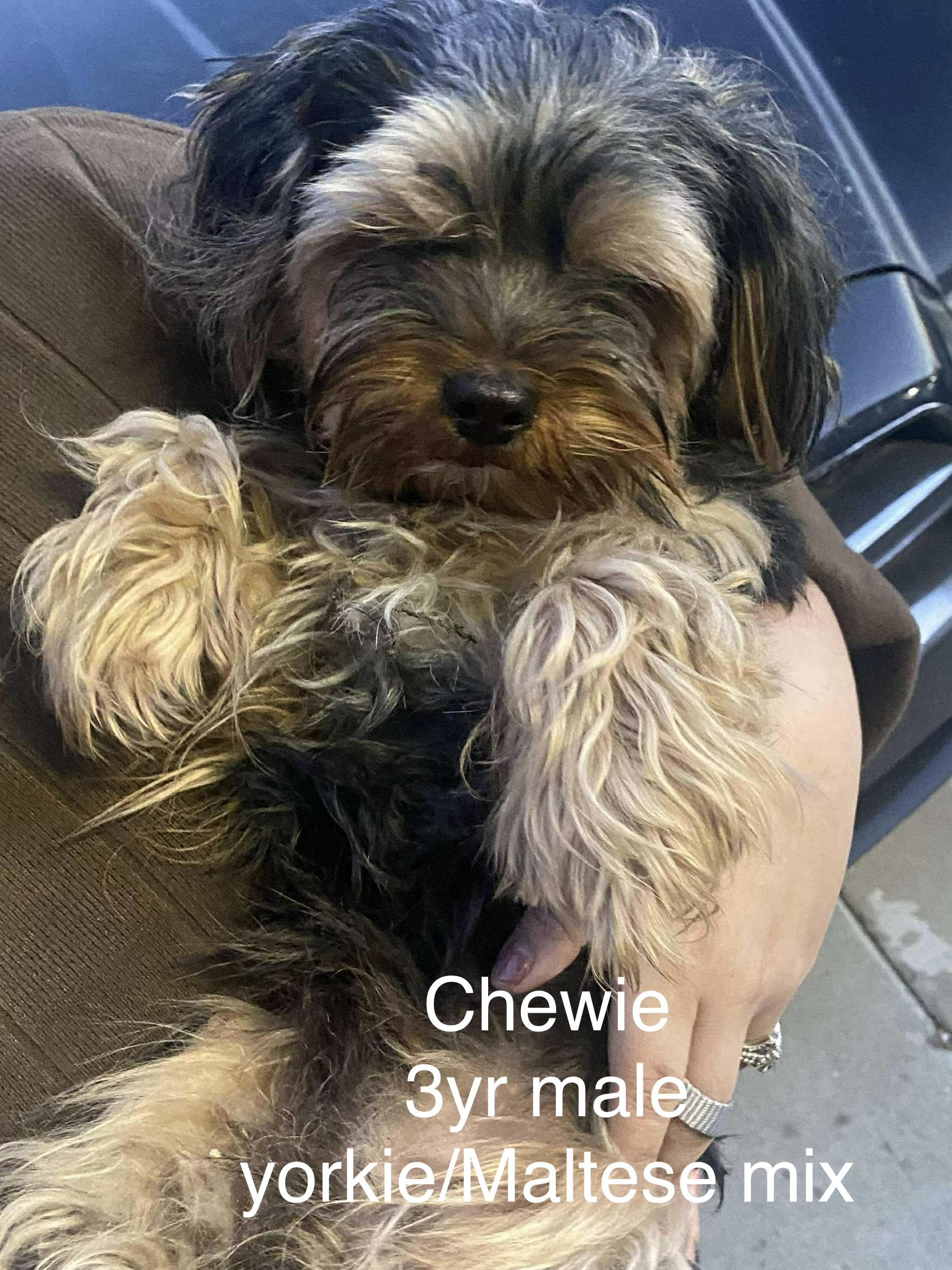 Enlarge Chewie, an adopted mixed breed in valley springs, CA image 1/1