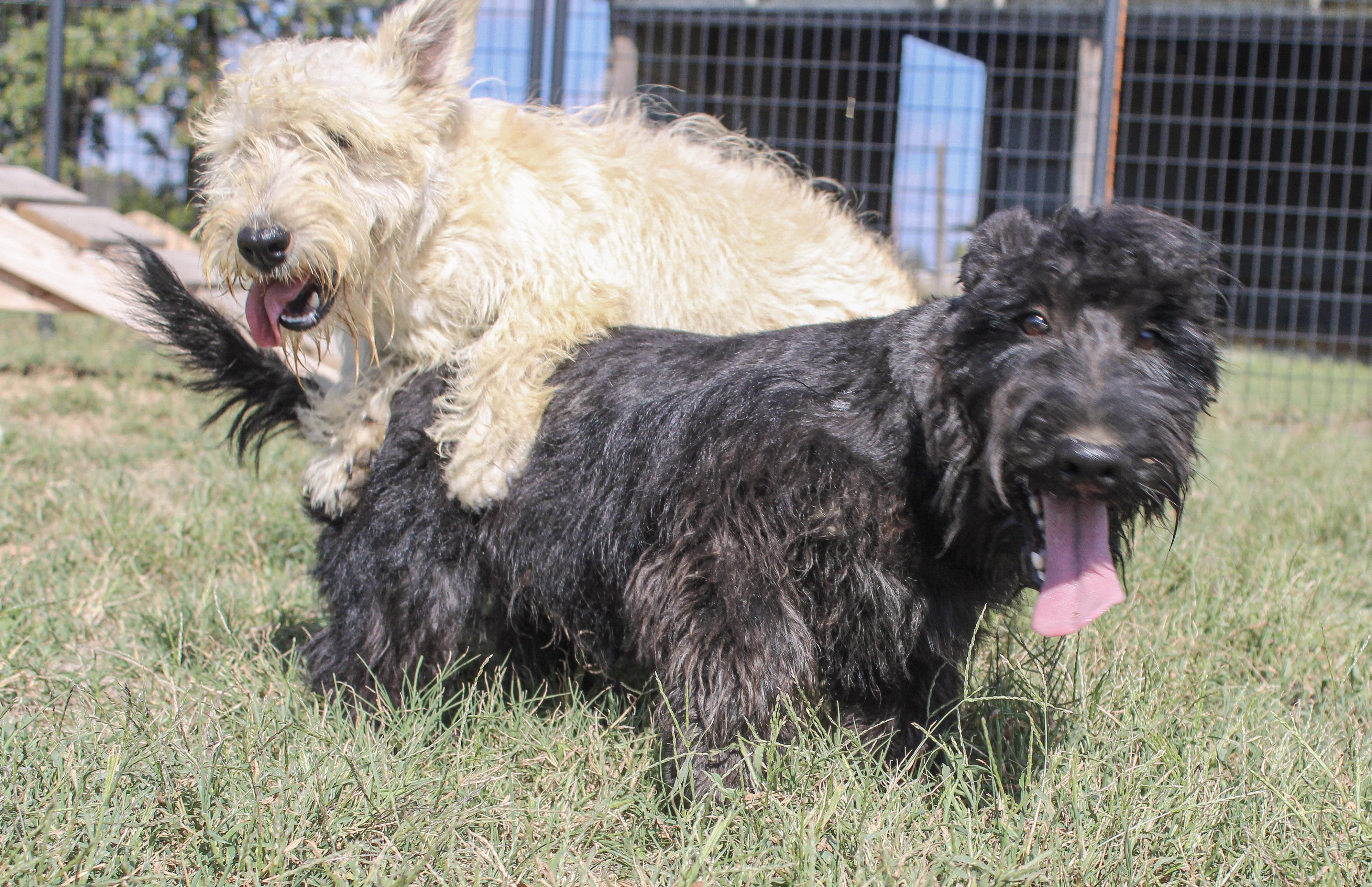 Enlarge Linus, a Adoptable Scottish Terrier in Neosho, MO image 1/1