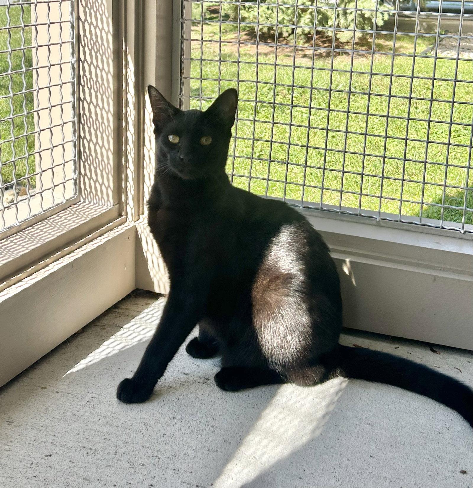 Nora, Adoptable, Young Female Domestic Short Hair.