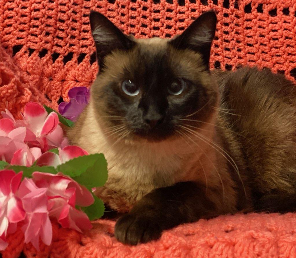 Enlarge Verona, a ADOPTABLE mixed breed in Colusa, CA image 2/4