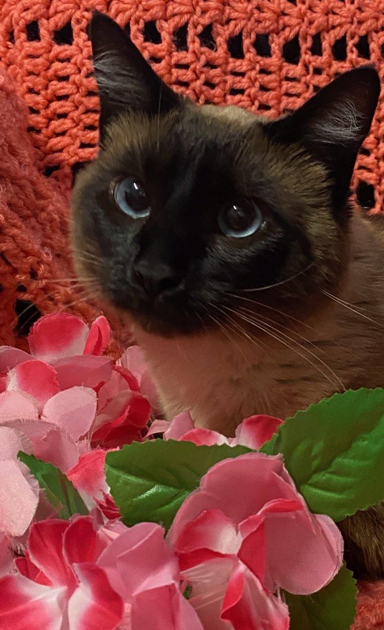 Enlarge Verona, a ADOPTABLE mixed breed in Colusa, CA image 4/4