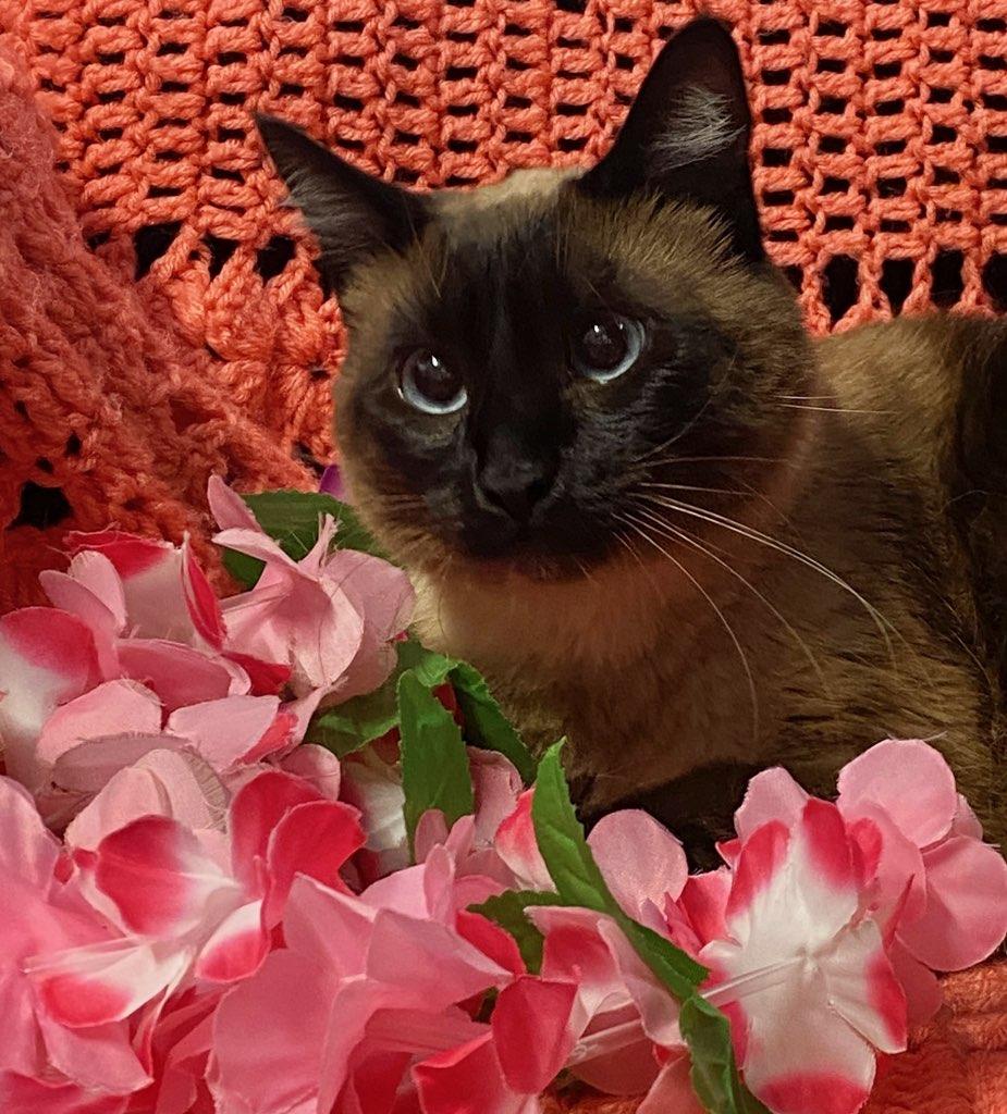 Enlarge Verona, a ADOPTABLE mixed breed in Colusa, CA image 3/4