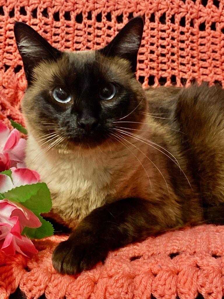 Verona, ADOPTABLE, Young Female Siamese.