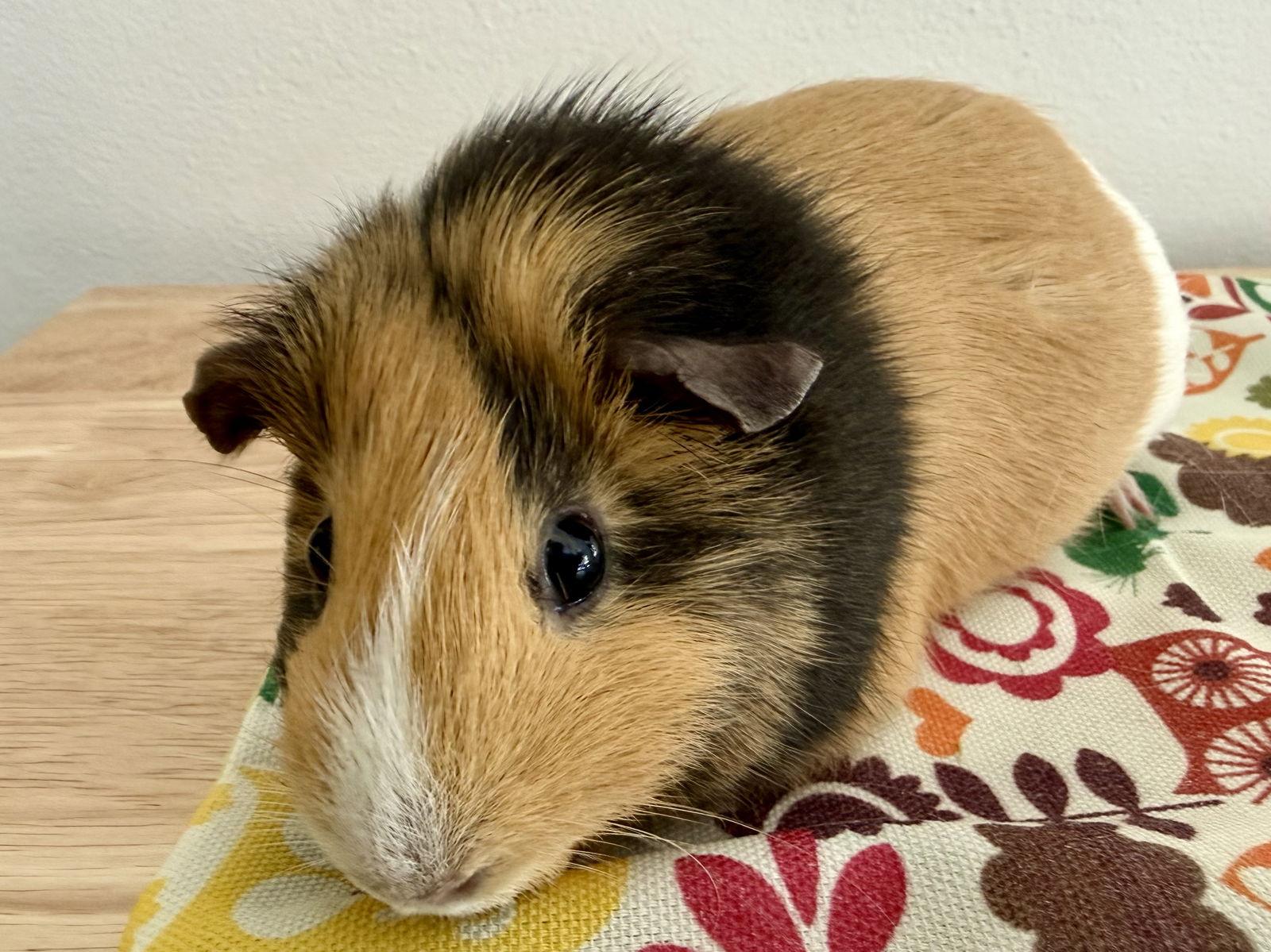 Enlarge Silva  *Bonded to Saris, a Adoptable Guinea Pig in Marshfield, WI image 2/2