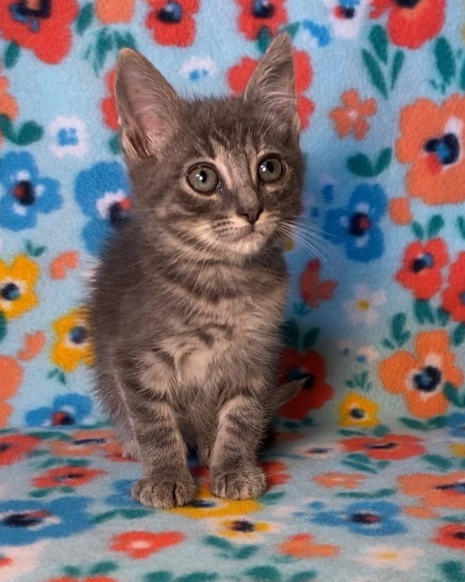 F-K-11 Everette, an adoptable Tabby in Billings, MT, 59101 | Photo Image 3