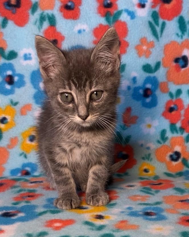F-K-11 Everette, an adoptable Tabby in Billings, MT, 59101 | Photo Image 2