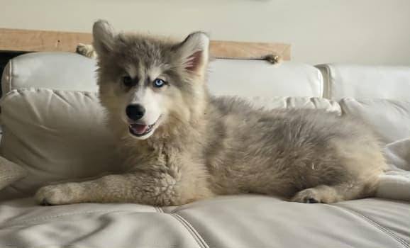 Ziti, Adoptable, Puppy Female Siberian Husky.