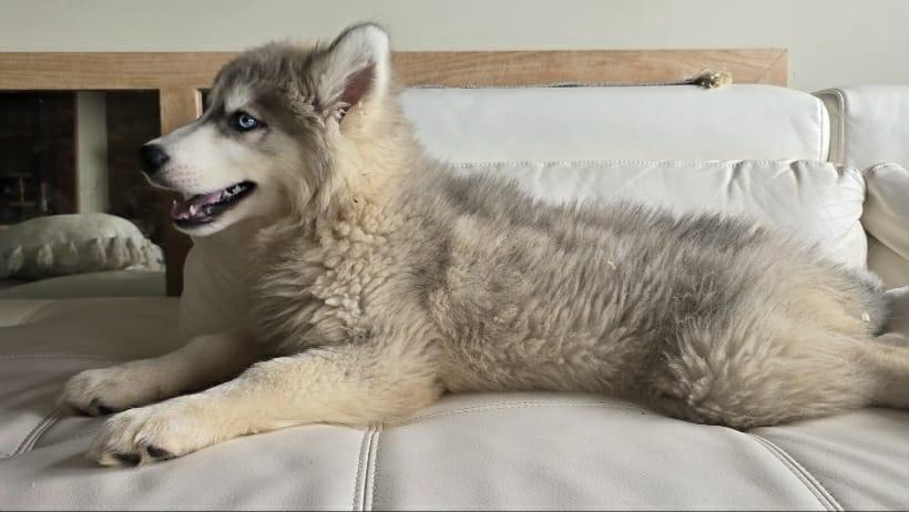 Enlarge Ziti, a Adoptable Siberian Husky in Mouth of Wilson, VA image 2/2