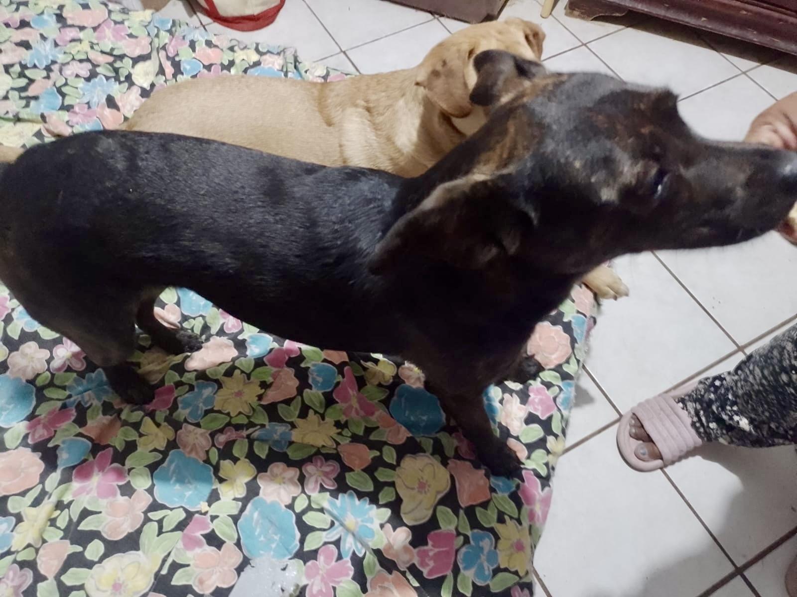 Enlarge Kira (16), a Adoptable mixed breed in Mexicali, BCN image 3/6
