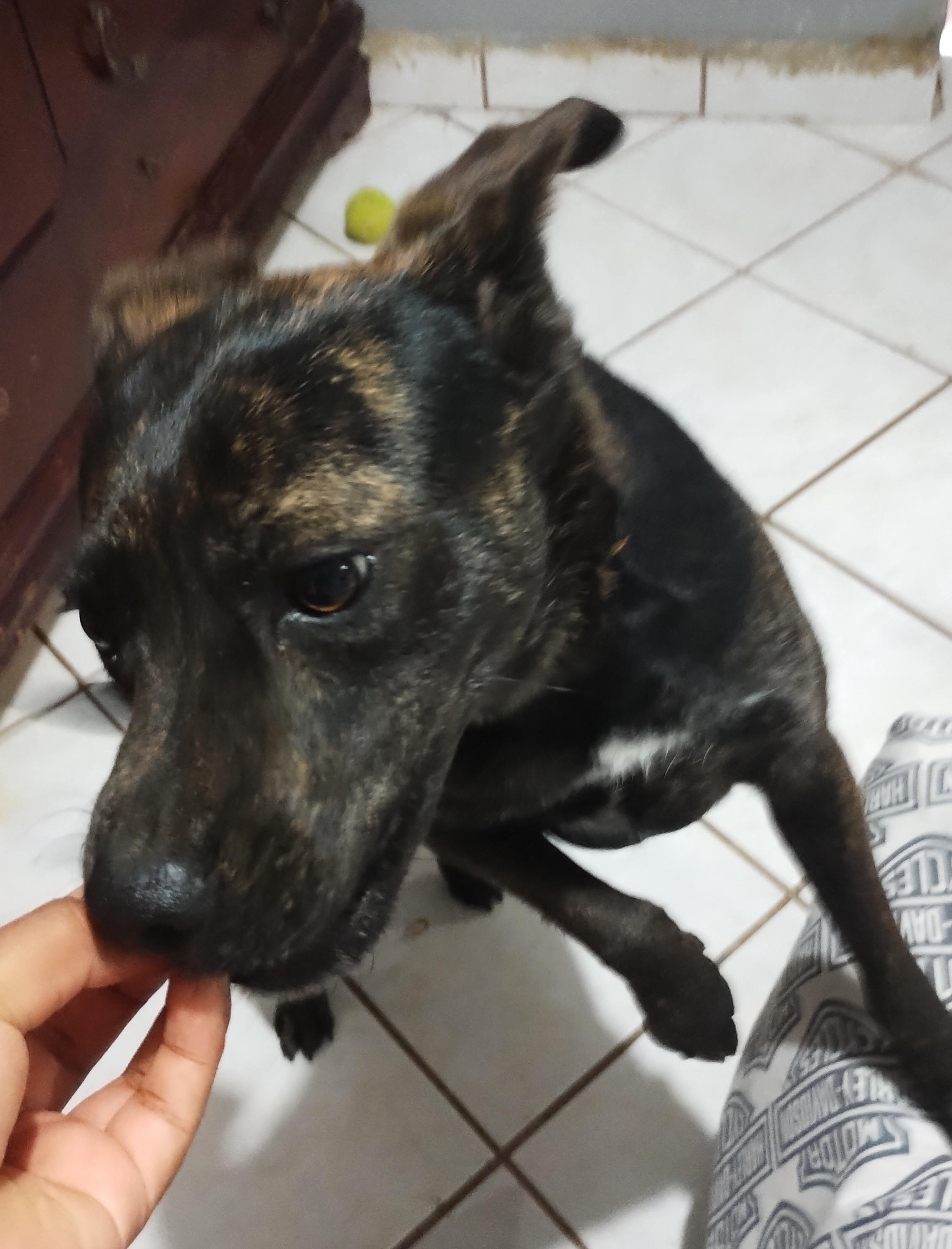 Kira (16), a Adoptable mixed breed in Mexicali, BCN image 5/6