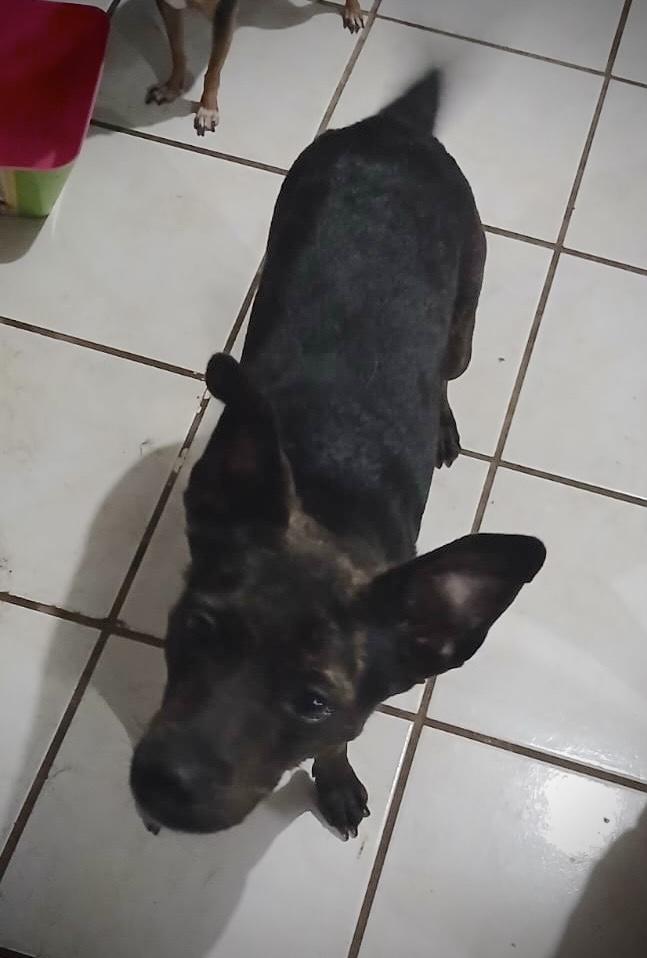 Enlarge Kira (16), a Adoptable mixed breed in Mexicali, BCN image 5/6