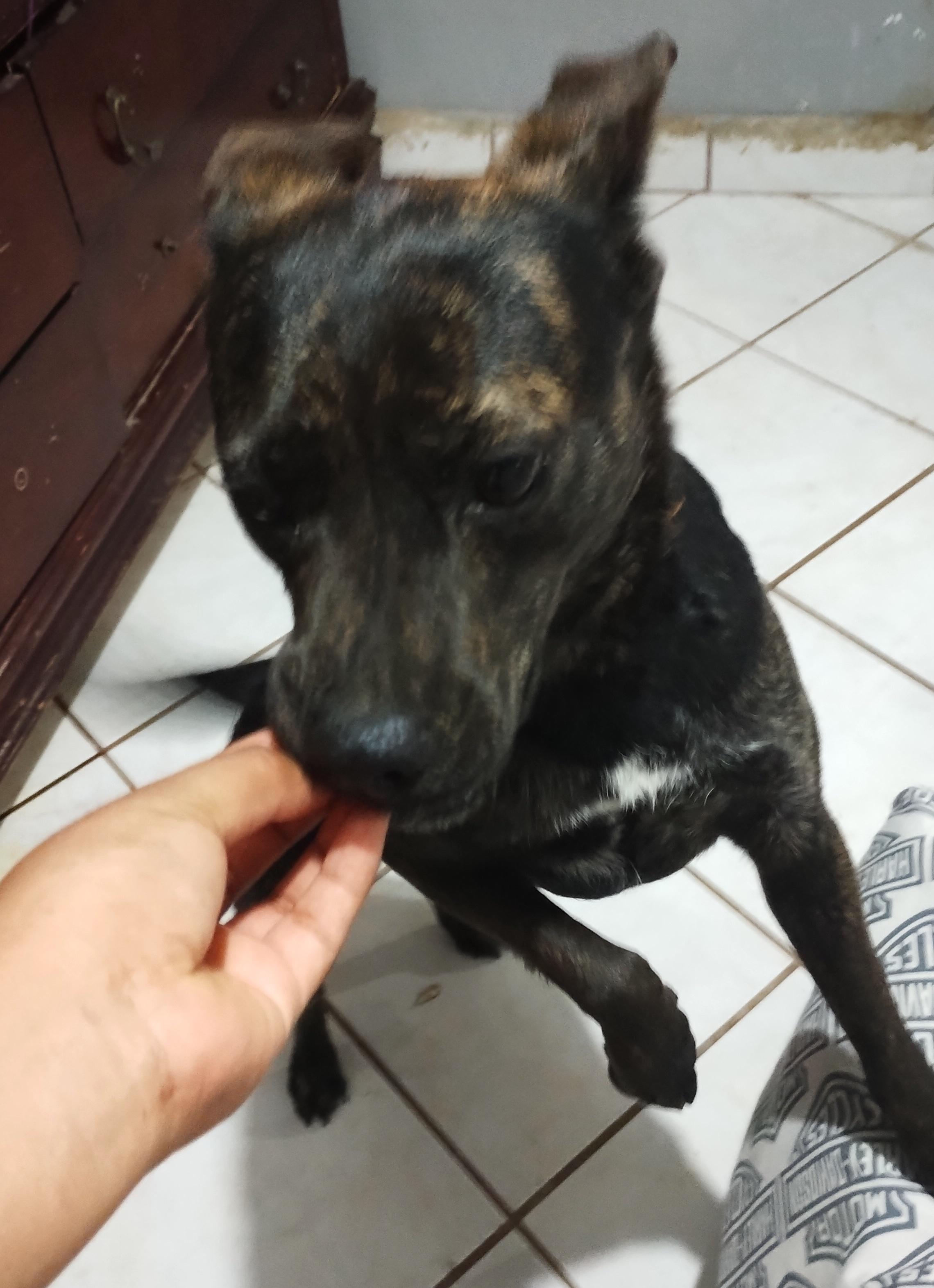 Kira (16), a Adoptable mixed breed in Mexicali, BCN image 2/6