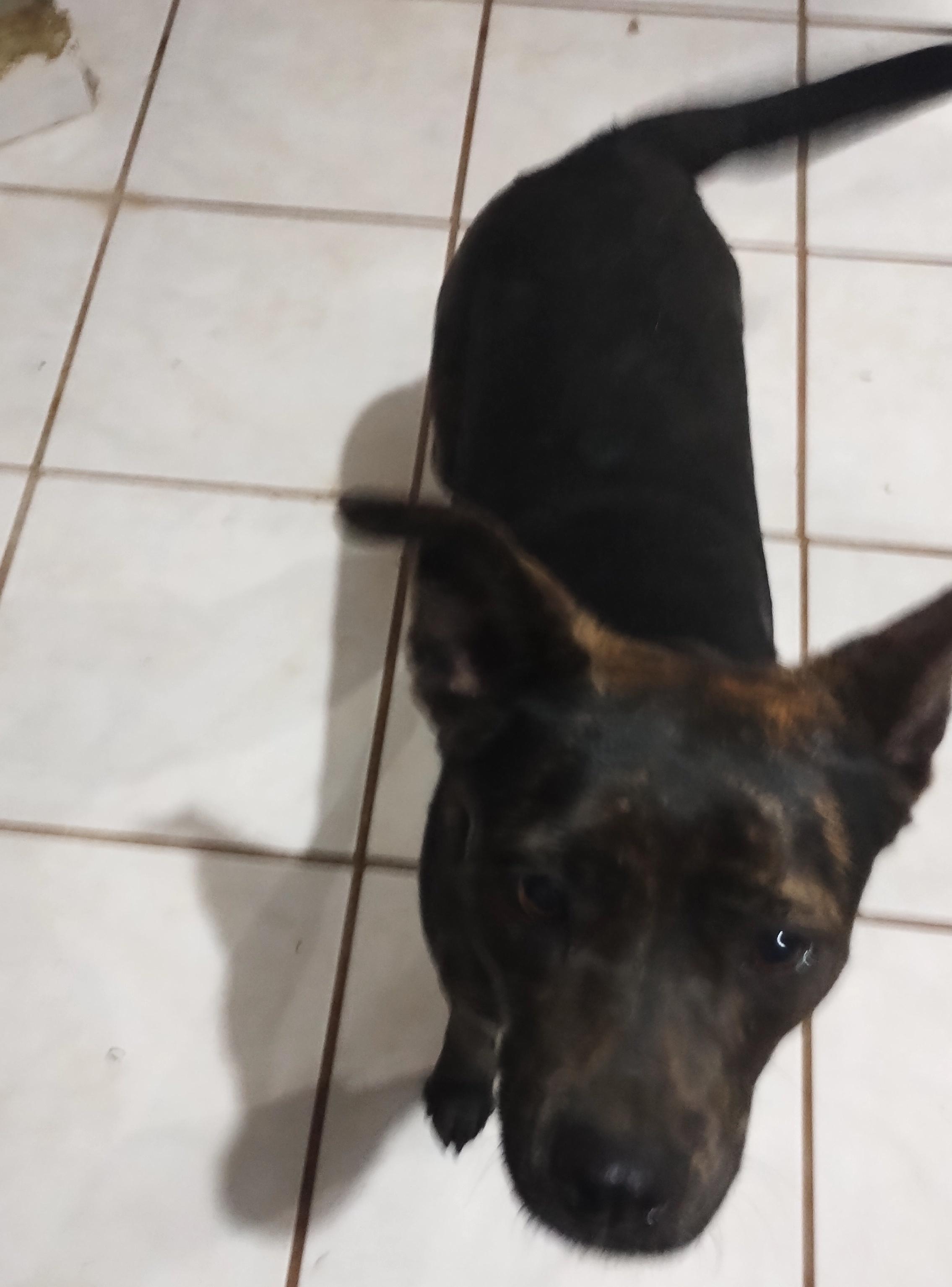 Kira (16), a Adoptable mixed breed in Mexicali, BCN image 3/6