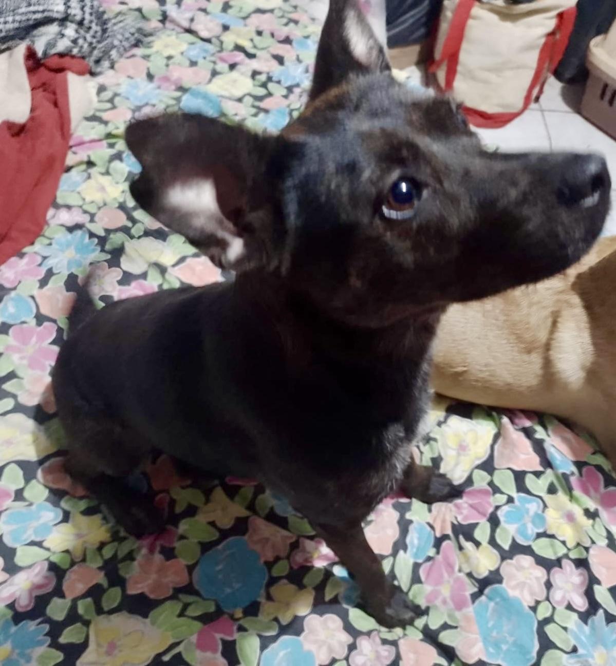 Enlarge Kira (16), a Adoptable mixed breed in Mexicali, BCN image 2/6