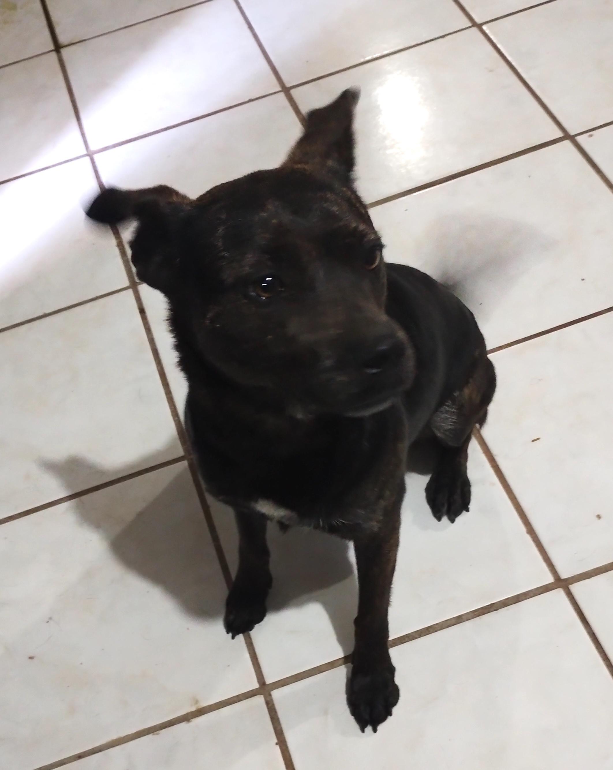 Kira (16), a Adoptable mixed breed in Mexicali, BCN image 6/6