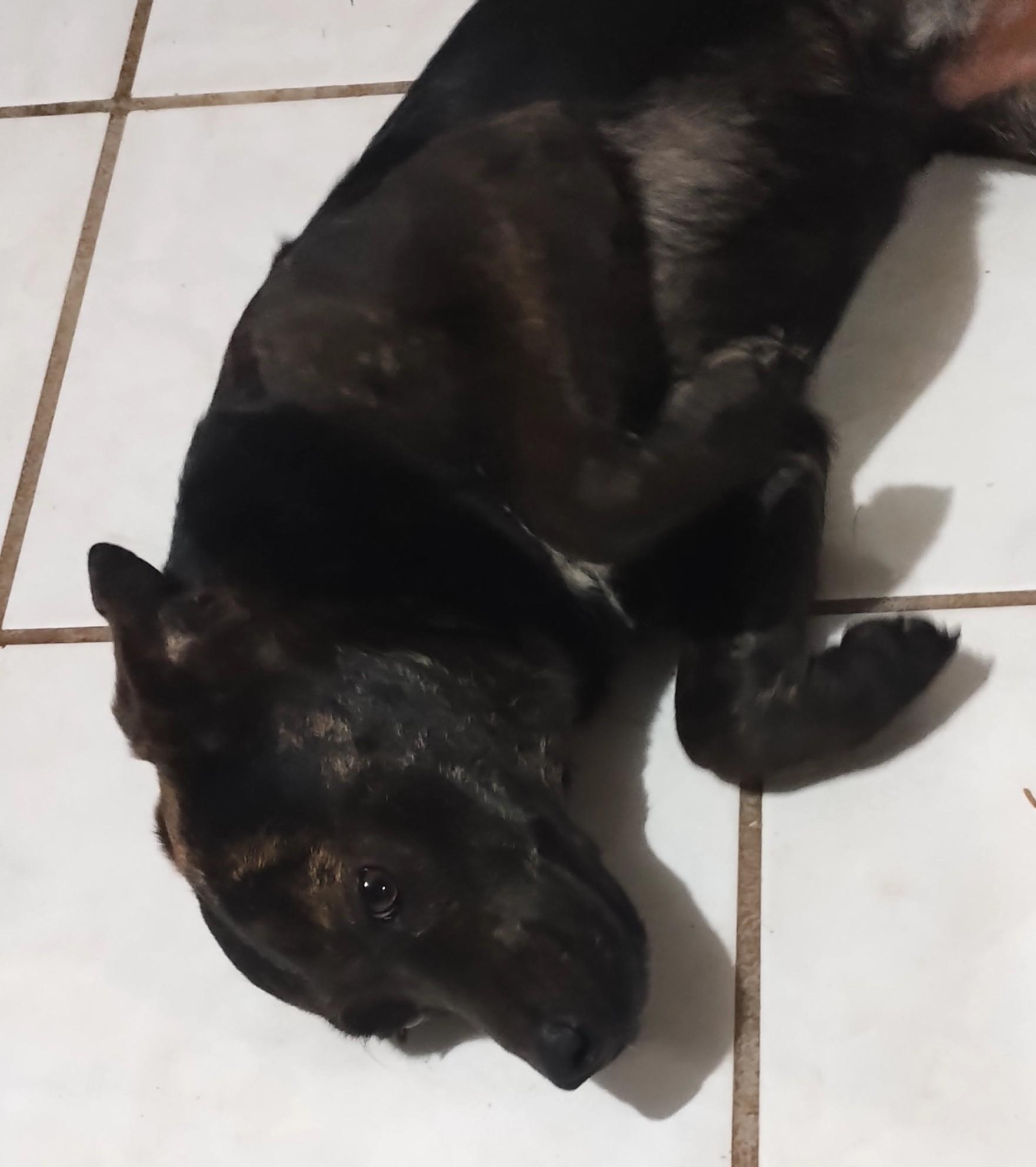 Kira (16), a Adoptable mixed breed in Mexicali, BCN image 1/6