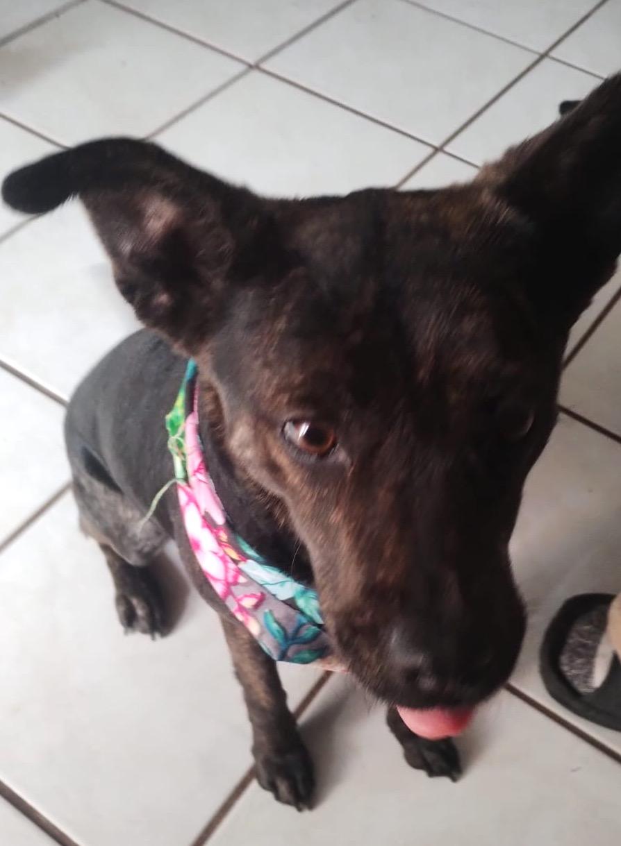 Enlarge Kira (16), a Adoptable mixed breed in Mexicali, BCN image 2/6